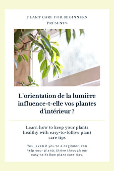 L'orientation de la lumière du soleil est-elle importante pour les plantes d'intérieur ?