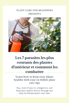 Les 7 parasites les plus courants des plantes d'intérieur et comment les combattre