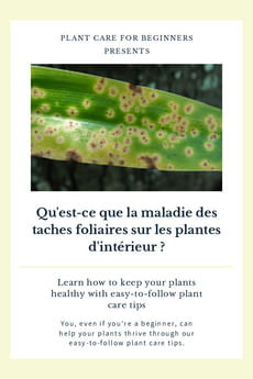 Qu'est-ce que la maladie des taches foliaires sur les plantes d'intérieur ?