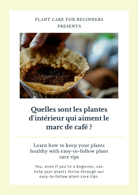 Quelles sont les plantes d'intérieur qui aiment le marc de café ?