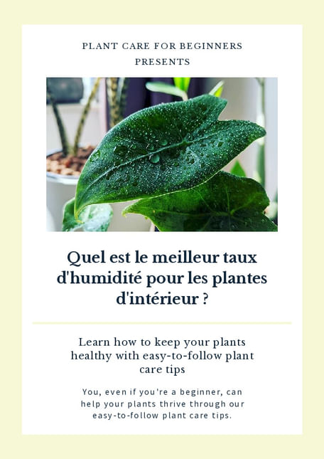 Quel est le meilleur taux d'humidité pour les plantes d'intérieur ?