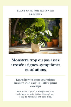 Monstera trop ou pas assez arrosée : signes, symptômes et solutions