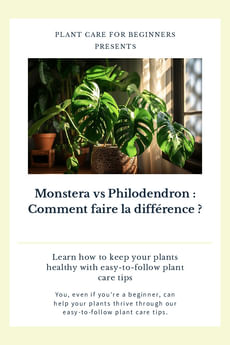 Monstera vs Philodendron : Comment faire la différence ?