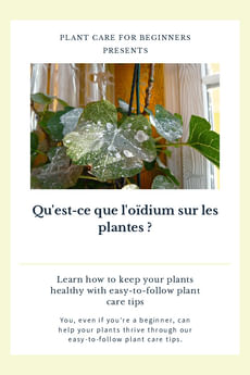 Qu'est-ce que l'oïdium sur les plantes ?
