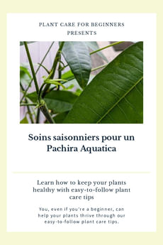 Soins saisonniers pour un Pachira Aquatica