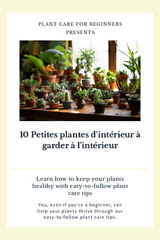 10 Petites plantes d'intérieur à garder à l'intérieur