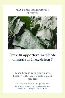 Peux-tu apporter une plante d'intérieur à l'extérieur ?