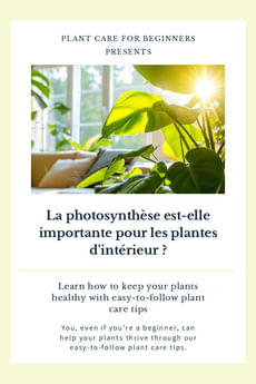 La photosynthèse est-elle importante pour les plantes d'intérieur ?