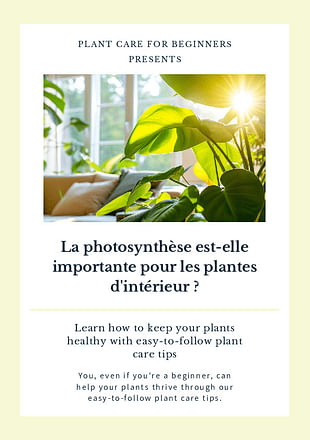 La photosynthèse est-elle importante pour les plantes d'intérieur ?