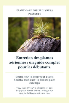 Entretien des plantes aériennes : un guide complet pour les débutants.