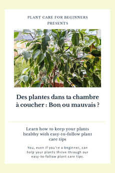 Des plantes dans ta chambre à coucher : Bon ou mauvais ?