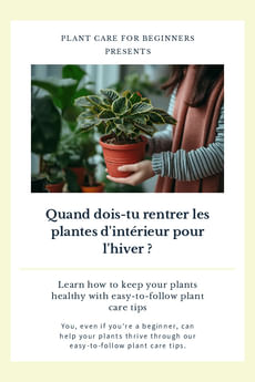 Quand dois-tu rentrer les plantes d'intérieur pour l'hiver ?