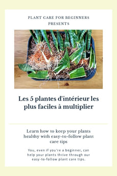 Les 5 plantes d'intérieur les plus faciles à multiplier