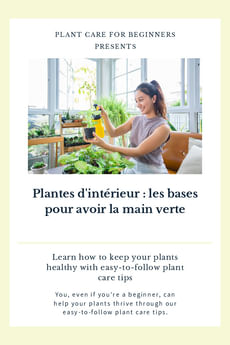 Plantes d'intérieur : les bases pour avoir la main verte