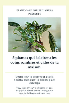 5 plantes qui éclairent les coins sombres et vides de ta maison.