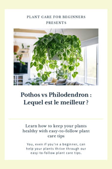 Pothos vs Philodendron : Lequel est le meilleur ?