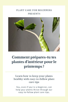 Comment prépares-tu tes plantes d'intérieur pour le printemps ?