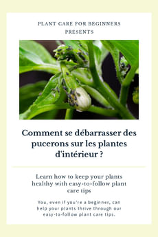 Comment se débarrasser des pucerons sur les plantes d'intérieur ?