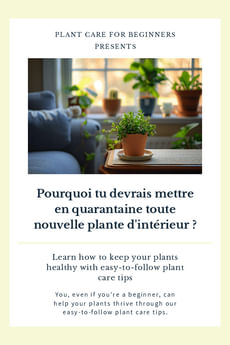 Pourquoi tu devrais mettre en quarantaine toute nouvelle plante d'intérieur ?