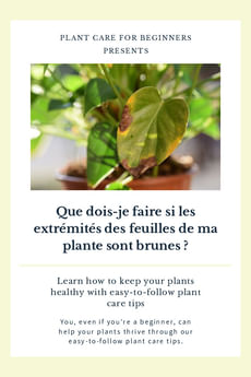 Que dois-je faire si les extrémités des feuilles de ma plante sont brunes ?
