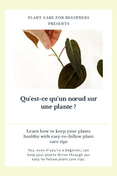 Qu'est-ce qu'un nœud sur une plante ?