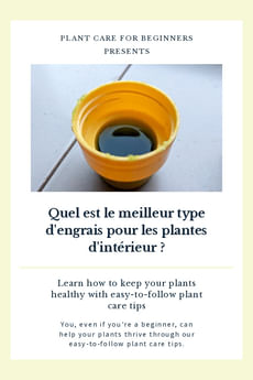 Quel est le meilleur type d'engrais pour les plantes d'intérieur ?