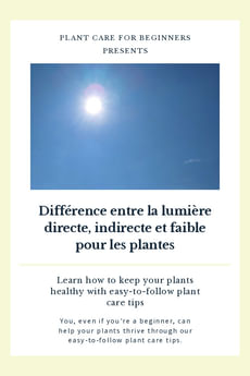 Différence entre la lumière directe, indirecte et faible pour les plantes