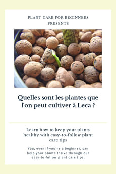 Quelles sont les plantes que l'on peut cultiver à Leca ?