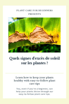 Quels signes d'excès de soleil sur les plantes ?