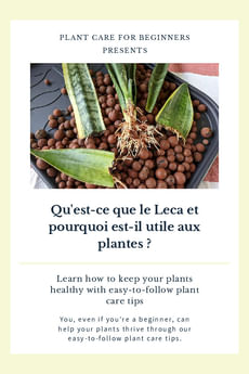 Qu'est-ce que le Leca et pourquoi est-il utile aux plantes ?