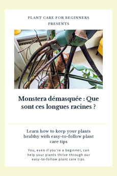 Monstera démasquée : Que sont ces longues racines ?