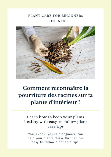 Comment reconnaître la pourriture des racines sur ta plante d'intérieur ?