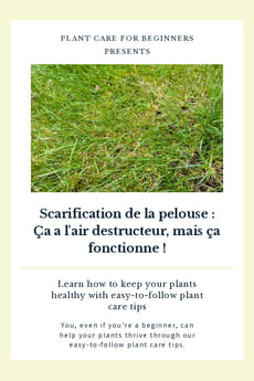 Scarification de la pelouse : Ça a l'air destructeur, mais ça fonctionne !