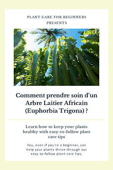 Comment prendre soin d'un Arbre Laitier Africain (Euphorbia Trigona) ?