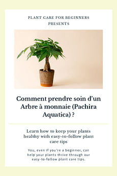 Comment prendre soin d'un Arbre à monnaie (Pachira Aquatica) ?