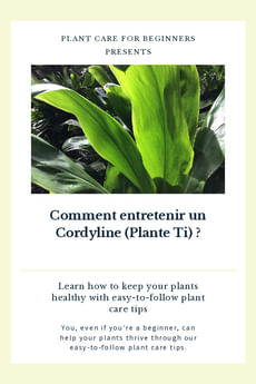 Comment entretenir un Cordyline (Plante Ti) ?