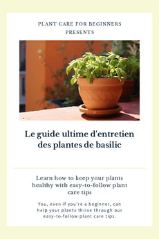 Le guide ultime d'entretien des plantes de basilic