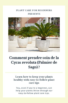Comment prendre soin de la Cycas revoluta (Palmier de Sago) ?