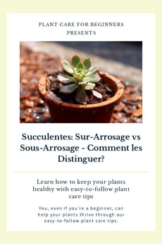 Succulentes: Sur-Arrosage vs Sous-Arrosage - Comment les Distinguer?