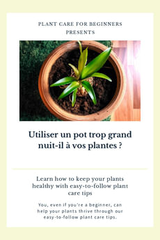 Utiliser un pot trop grand nuit-il à vos plantes ?