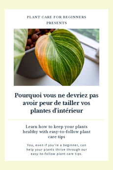 Pourquoi vous ne devriez pas avoir peur de tailler vos plantes d'intérieur