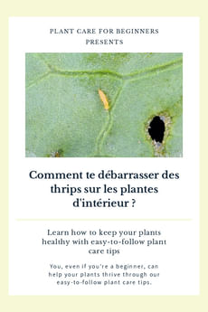 Comment te débarrasser des thrips sur les plantes d'intérieur ?
