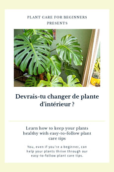 Devrais-tu changer de plante d'intérieur ?