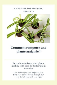 Comment rempoter une plante araignée ?