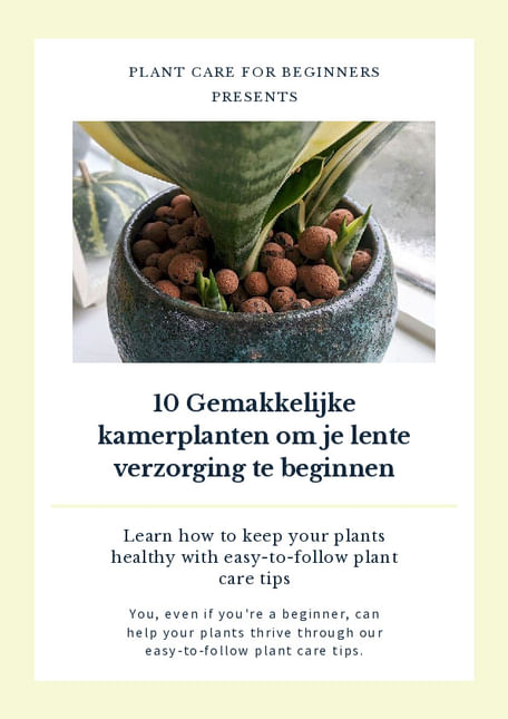 10 Gemakkelijke kamerplanten om je lente verzorging te beginnen