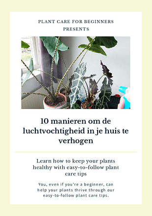 10 manieren om de luchtvochtigheid in je huis te verhogen