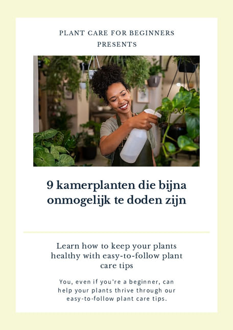 9 kamerplanten die bijna onmogelijk te doden zijn