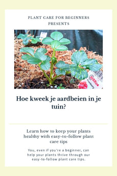 Hoe kweek je aardbeien in je tuin?