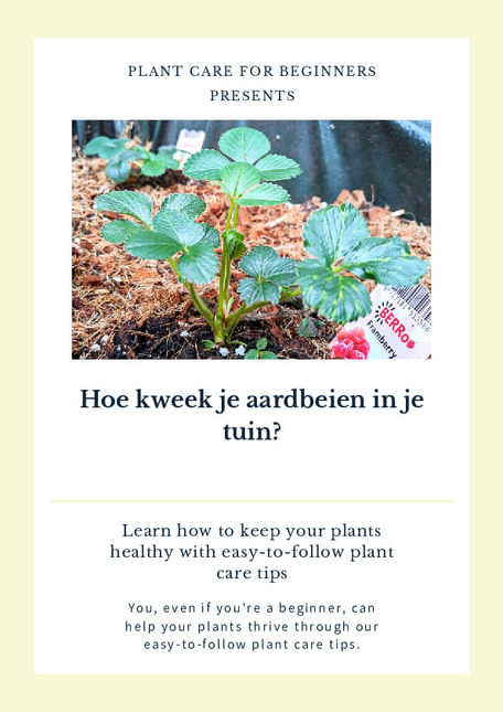 Hoe kweek je aardbeien in je tuin?