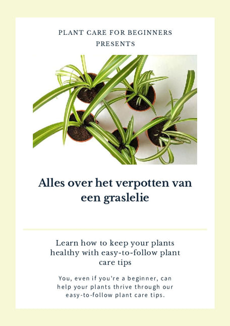 Alles over het verpotten van een graslelie